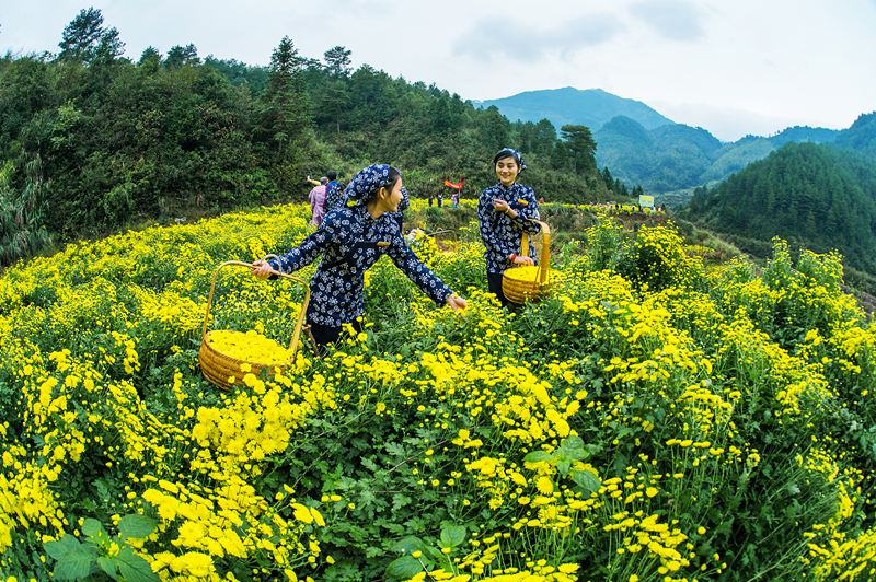 《采菊》郭晶摄_副本.jpg